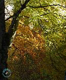 Autumn 9P056D-044